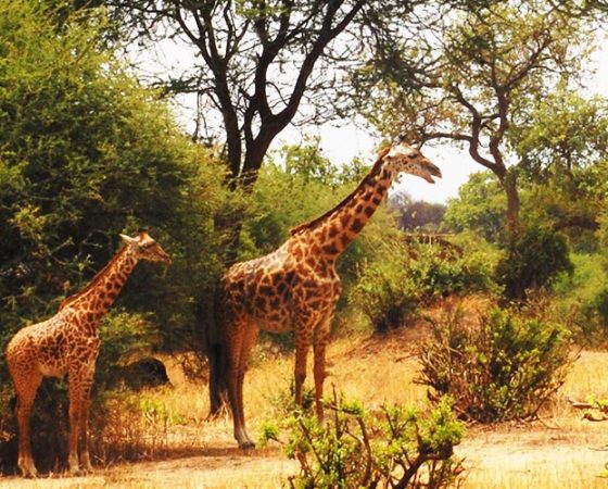 Green Hills of Africa Lodge